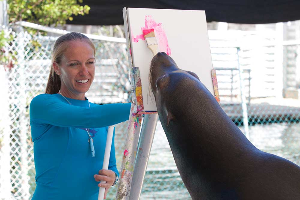 Paint with the Sea Lion