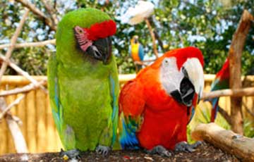 Parrot Show