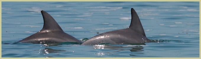 wilddolphins