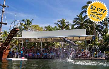 swim with dolphins in the florida keys! - theater of the sea