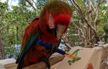Meet the Parrots