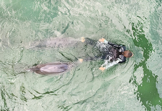 Express Dolphin Swim