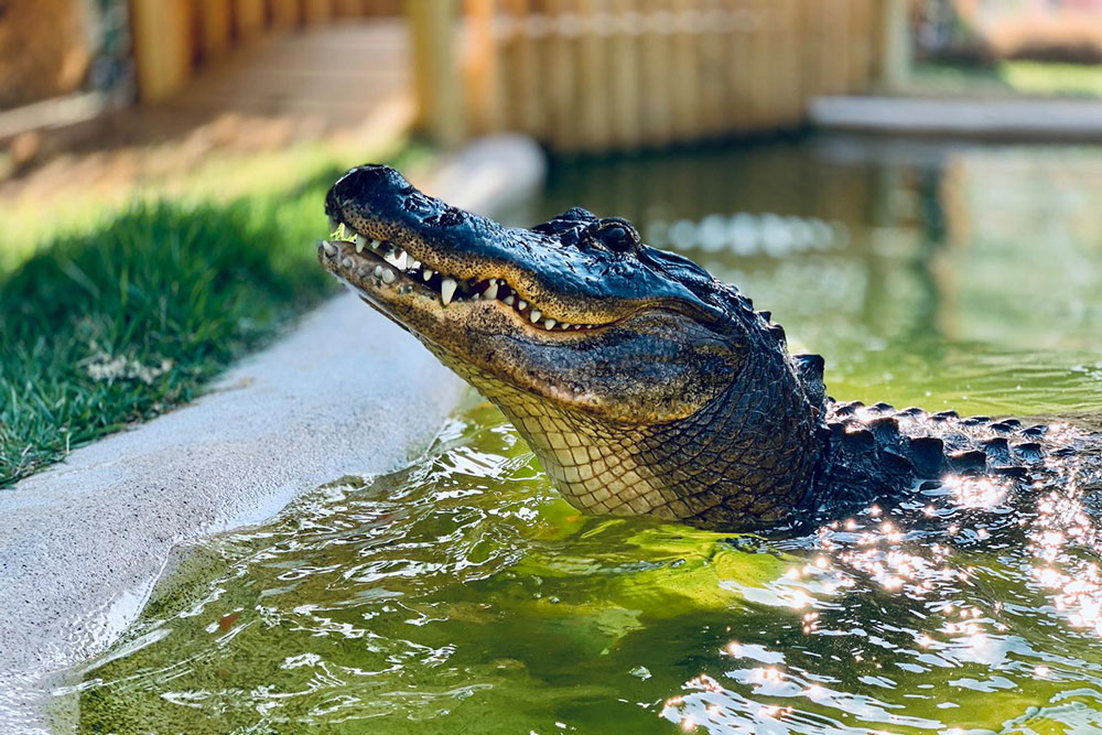 Meet the Alligator