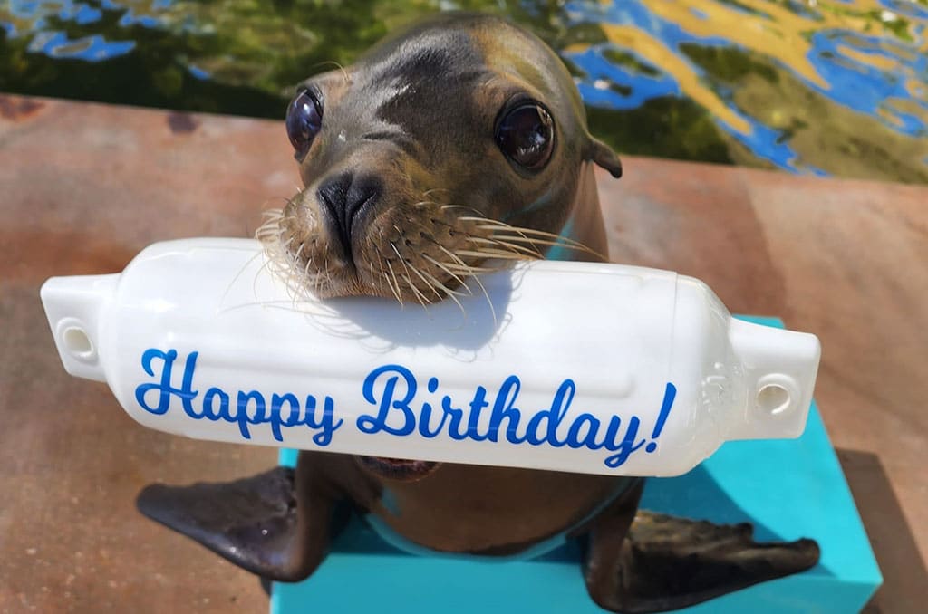 Sealion holding a white bouy in it's mouth that reads: Happy Birthday!