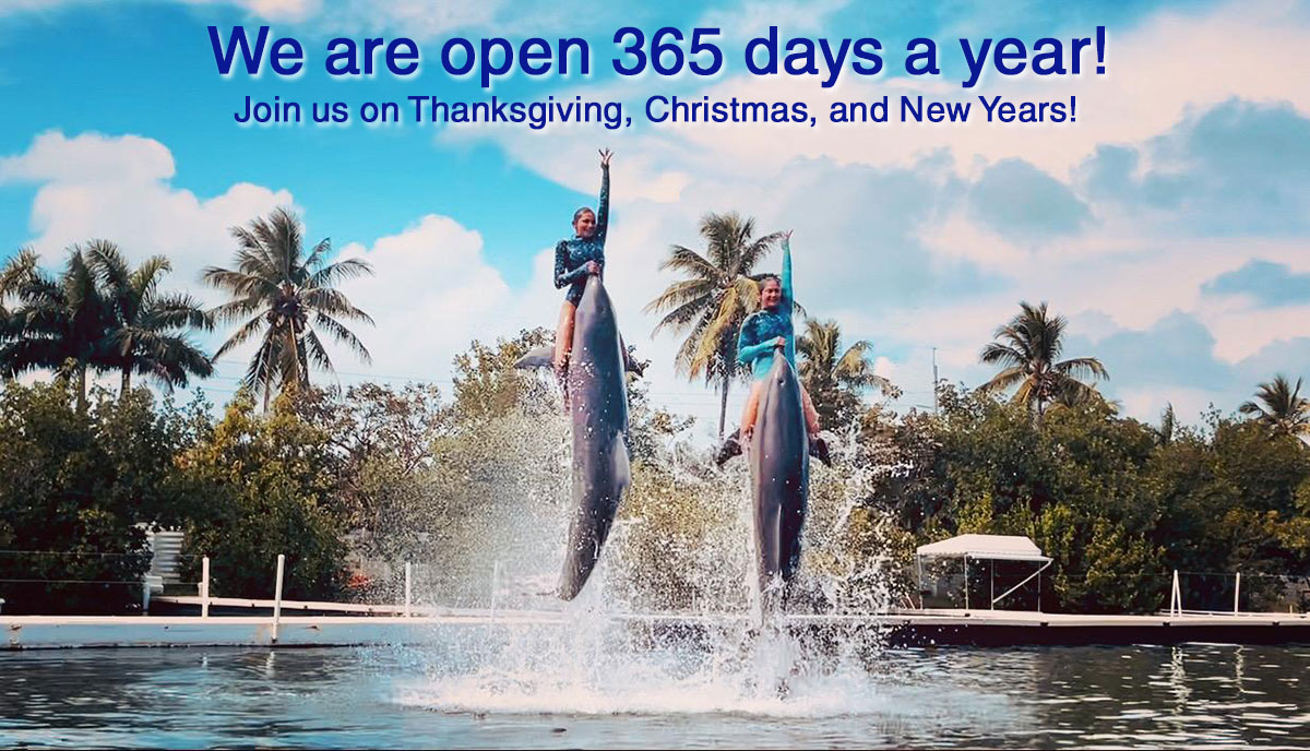 We are open 365 days a year! Join us on Thanksgiving, Christmas, and New Years!