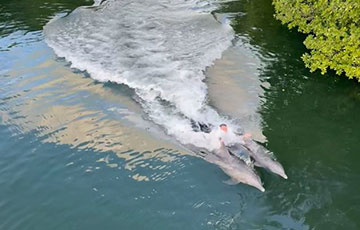 Premier Swim with the Dolphin