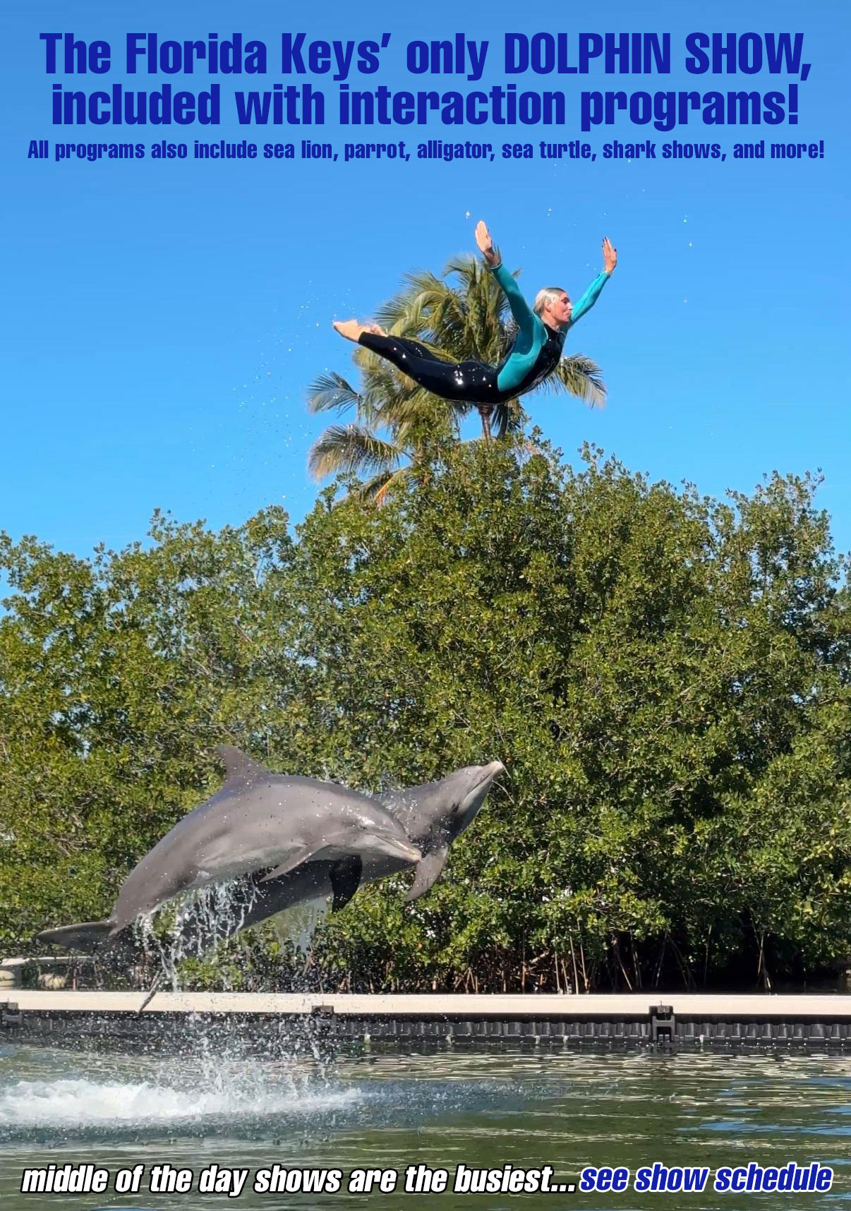 The Florida Keys' only Dolphin Show included with interaction programs. All program also include sea lion, parrot, alligator, sea turtle, shark shows, and more! Middle of the day show is the busiest...see show schedule
